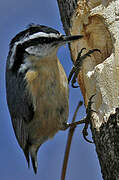 Red-breasted Nuthatch