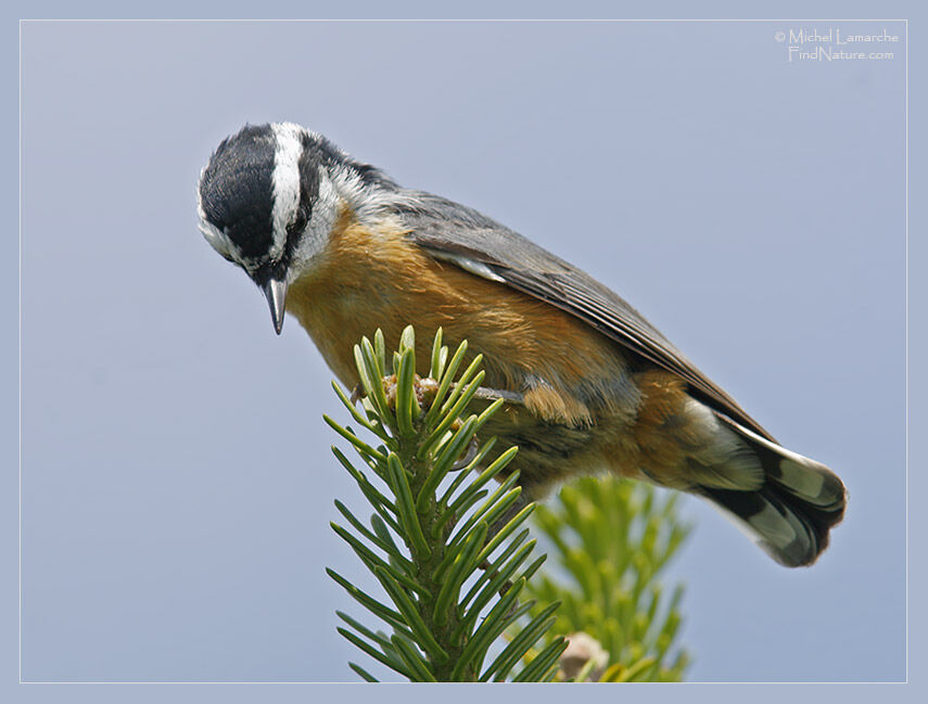 Red-breasted Nuthatch