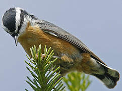 Red-breasted Nuthatch