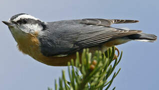 Red-breasted Nuthatch