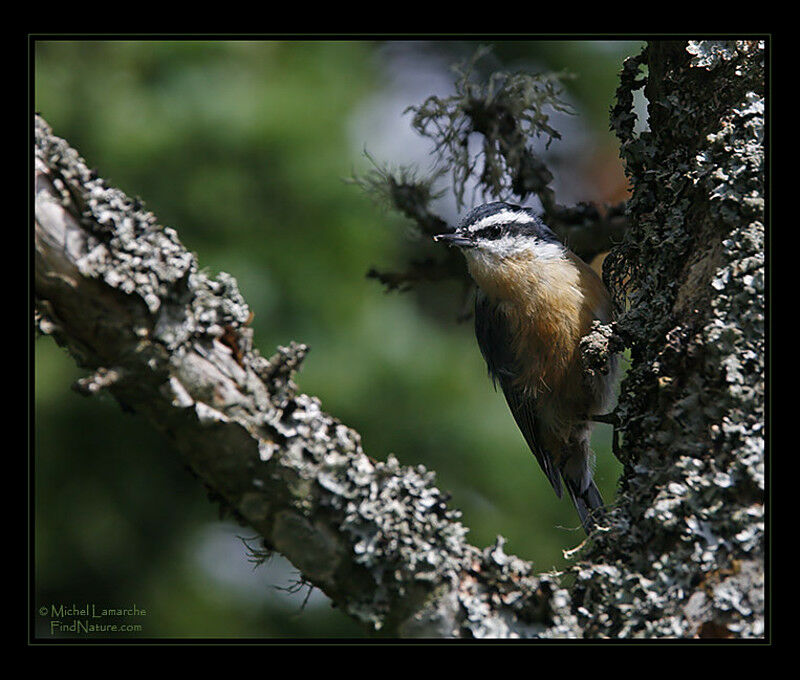 Red-breasted Nuthatch