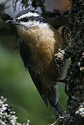 Red-breasted Nuthatch