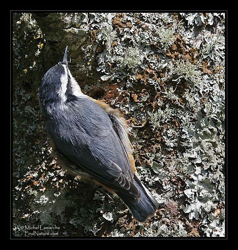 Red-breasted Nuthatch