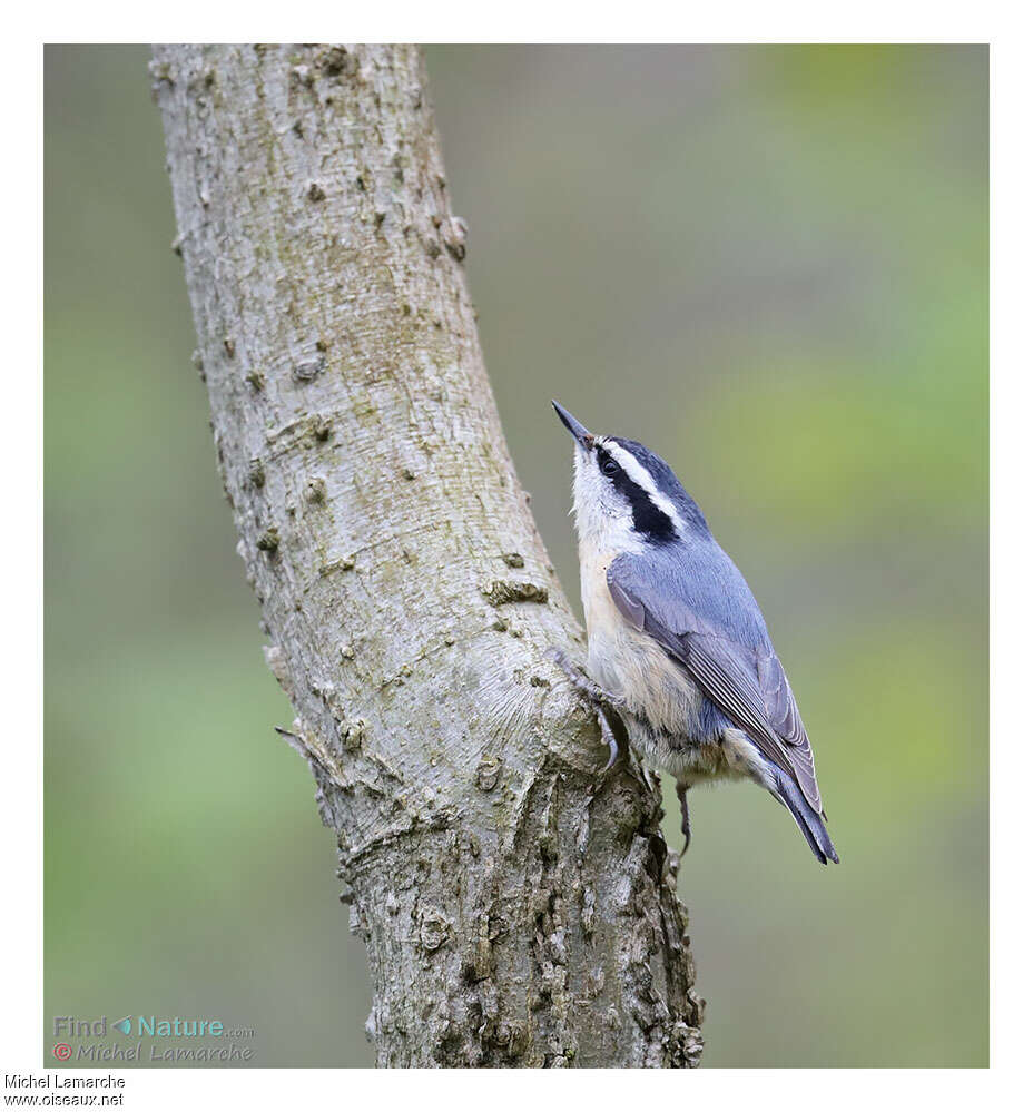 Red-breasted Nuthatchjuvenile, identification