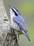 Red-breasted Nuthatch