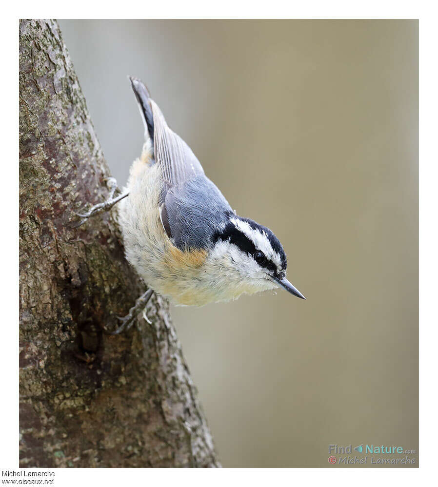 Sittelle à poitrine roussejuvénile, identification