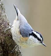 Red-breasted Nuthatch