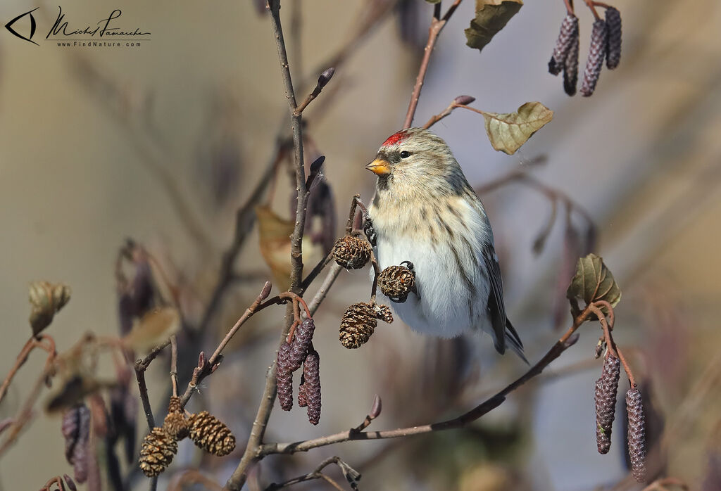 Common Redpoll