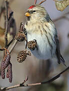 Common Redpoll