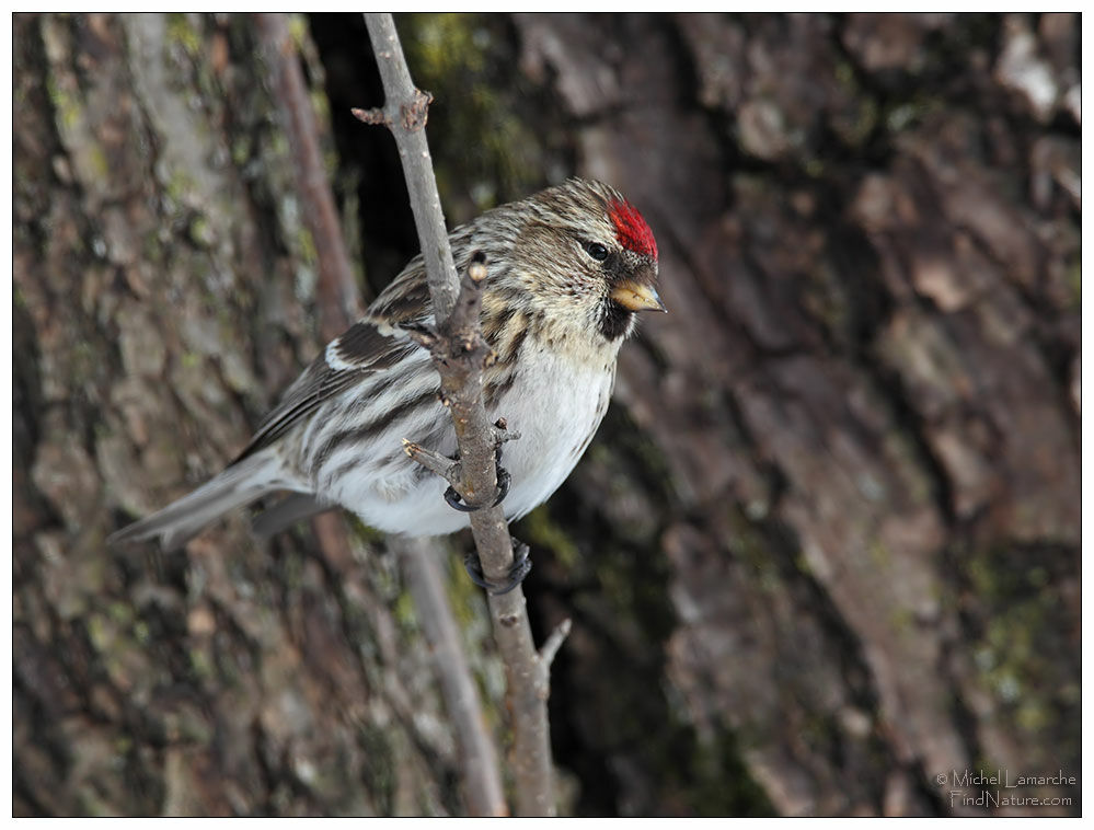 Common Redpoll