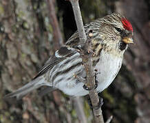 Common Redpoll