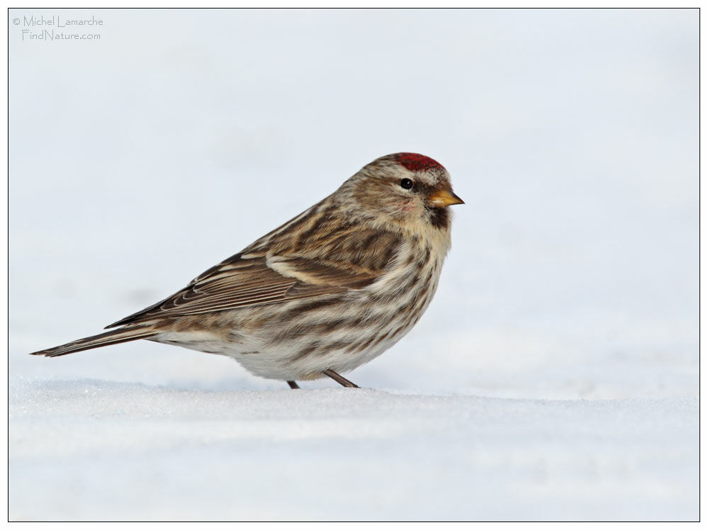 Common Redpoll