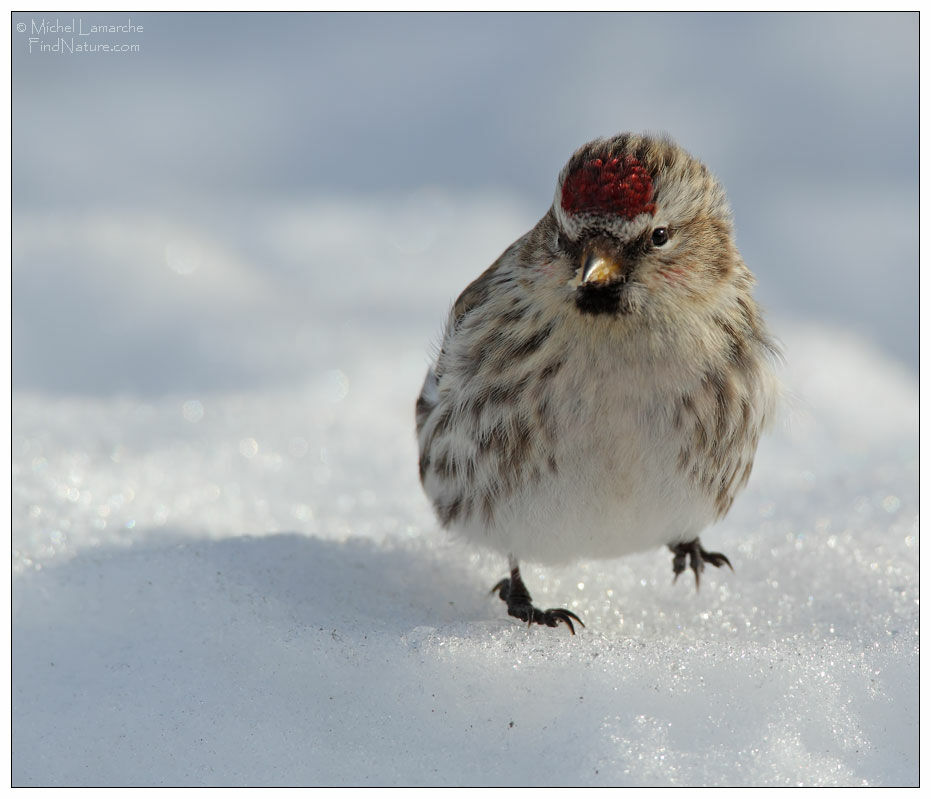 Common Redpoll