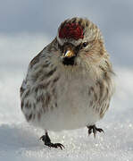 Common Redpoll