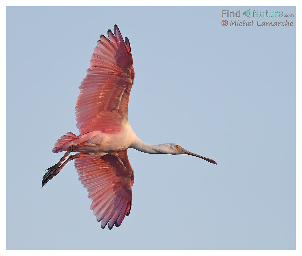 Roseate Spoonbill, Flight