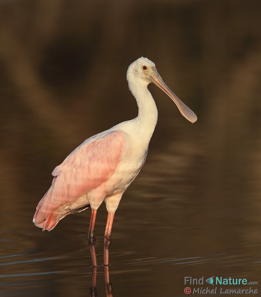 Roseate Spoonbill