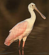 Roseate Spoonbill