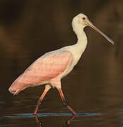 Roseate Spoonbill