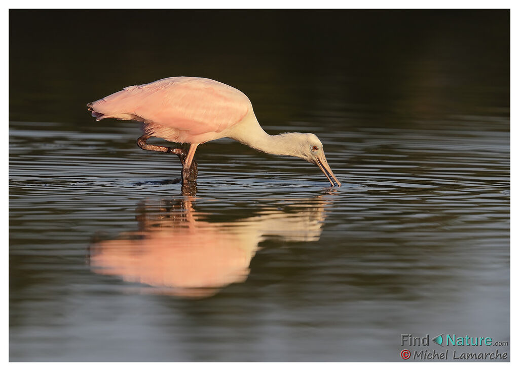 Roseate Spoonbill