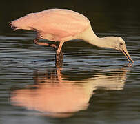 Roseate Spoonbill