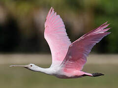 Roseate Spoonbill