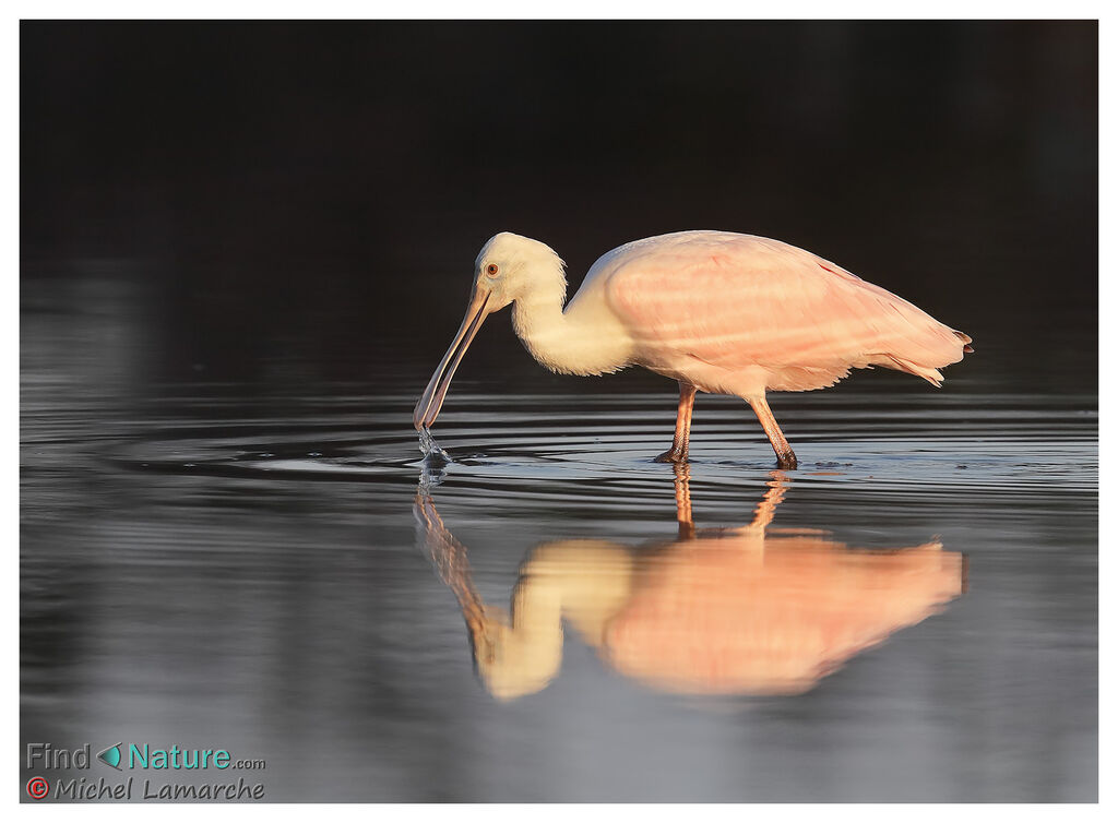 Roseate Spoonbill