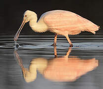 Roseate Spoonbill