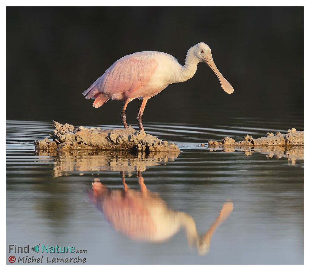 Roseate Spoonbill