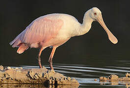 Roseate Spoonbill