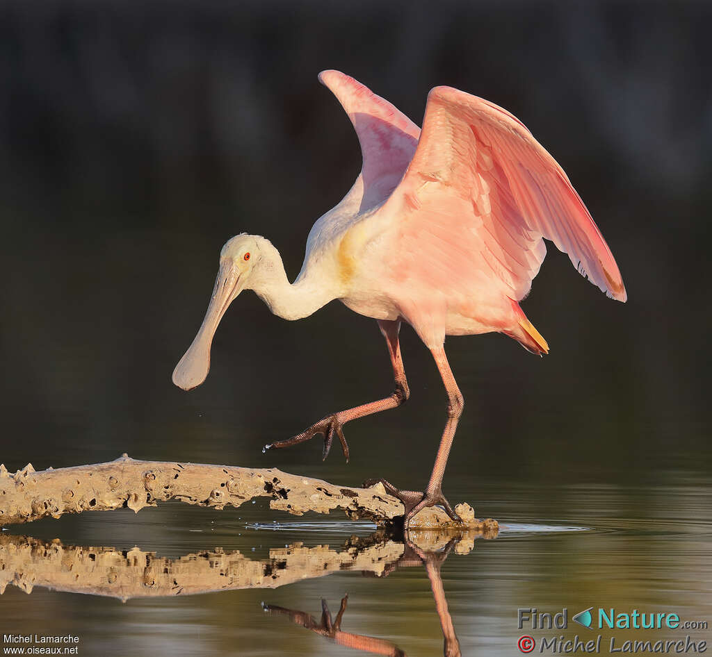 Roseate Spoonbilladult, Behaviour