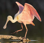 Roseate Spoonbill