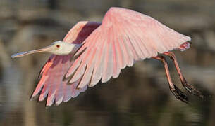 Roseate Spoonbill