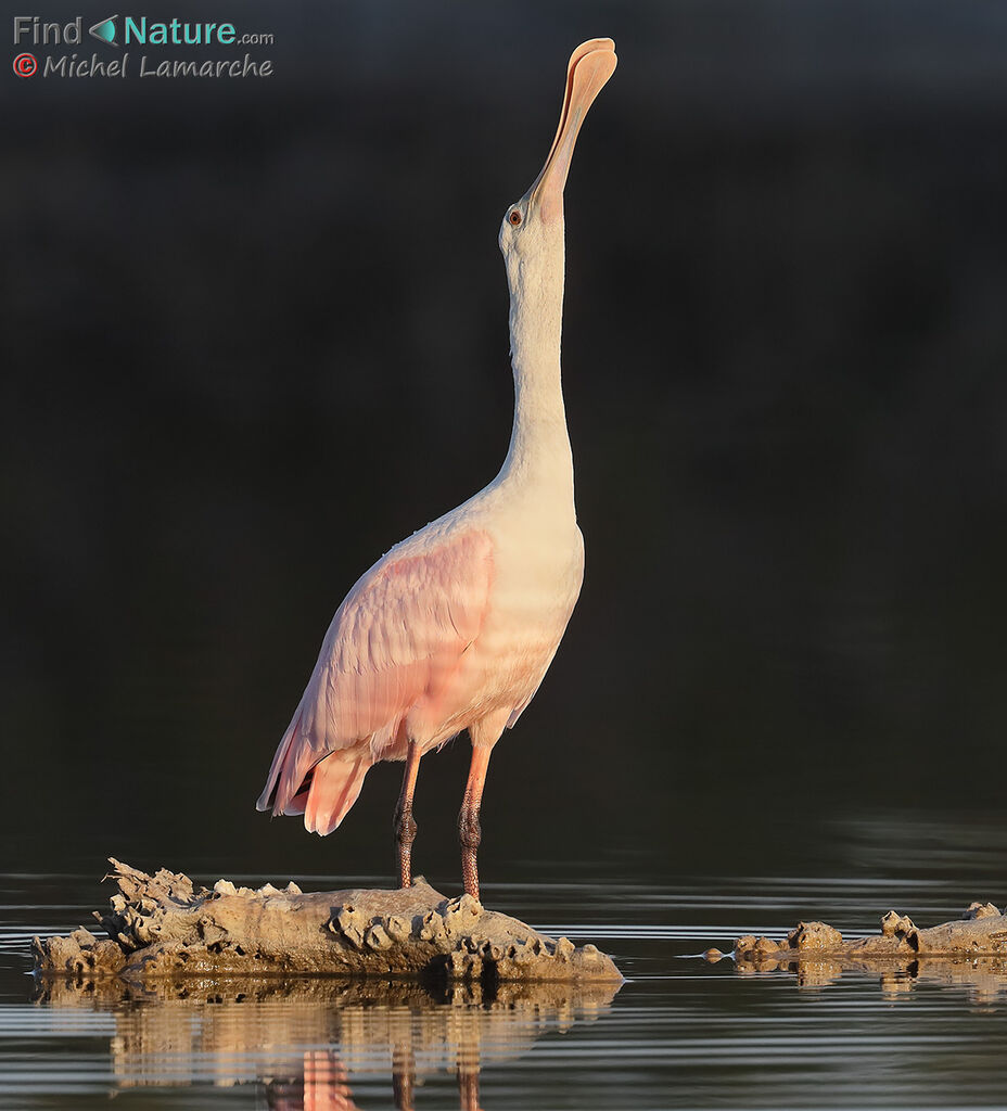 Roseate Spoonbill