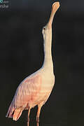 Roseate Spoonbill