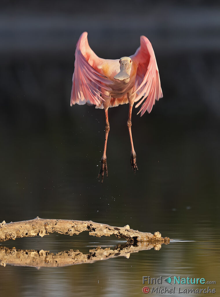 Roseate Spoonbill, Flight