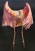 Roseate Spoonbill