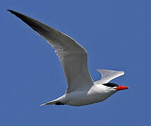 Caspian Tern