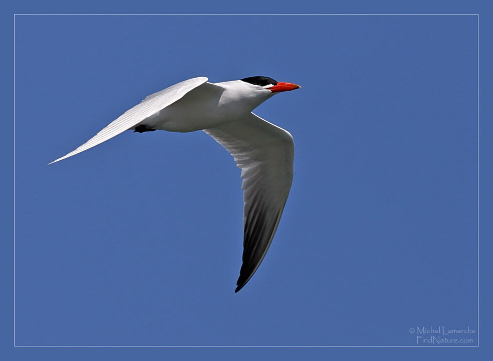 Caspian Tern