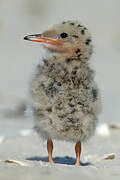 Common Tern