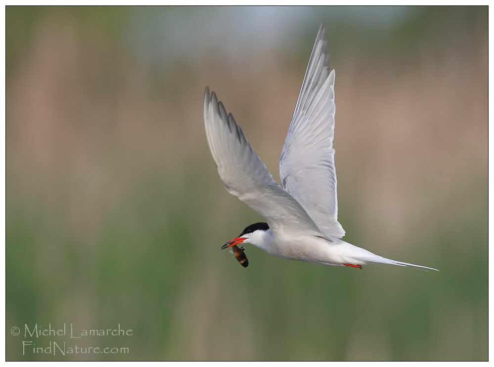 Common Tern