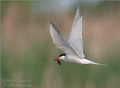 Common Tern