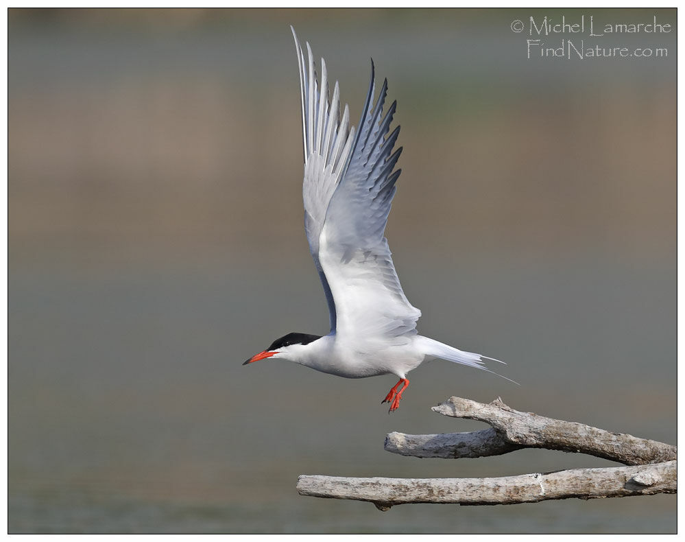 Common Tern