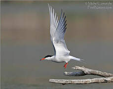 Common Tern