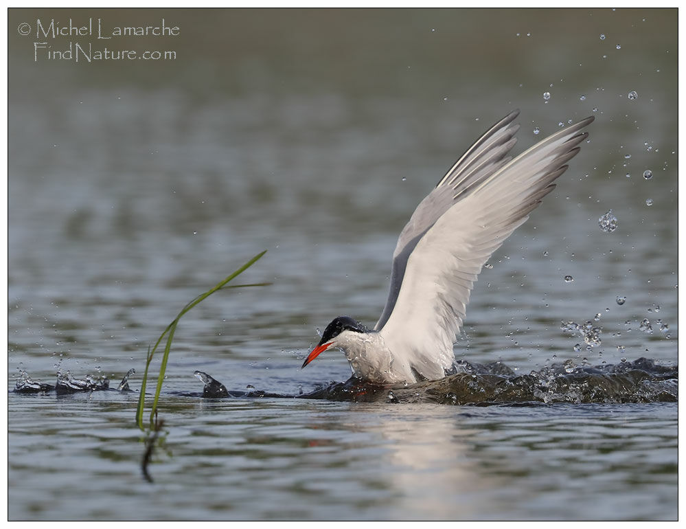 Common Tern