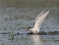 Common Tern