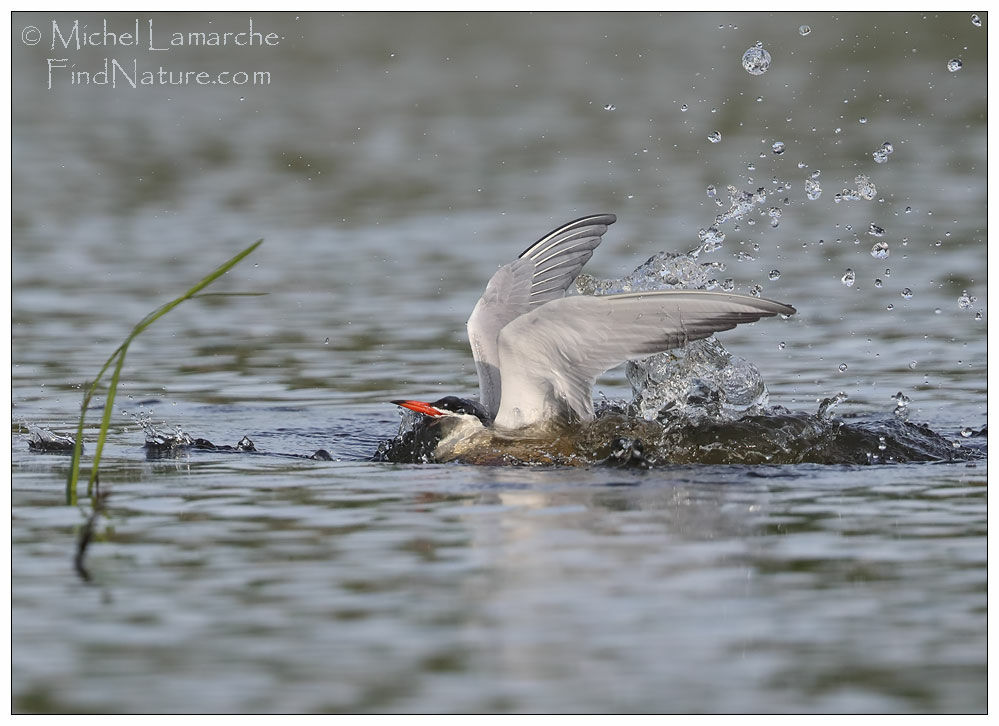 Common Tern