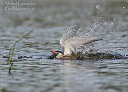 Common Tern