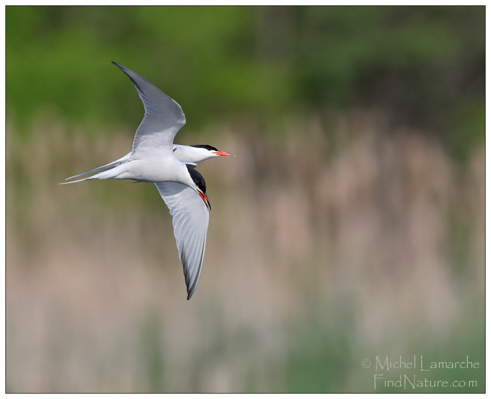 Common Tern