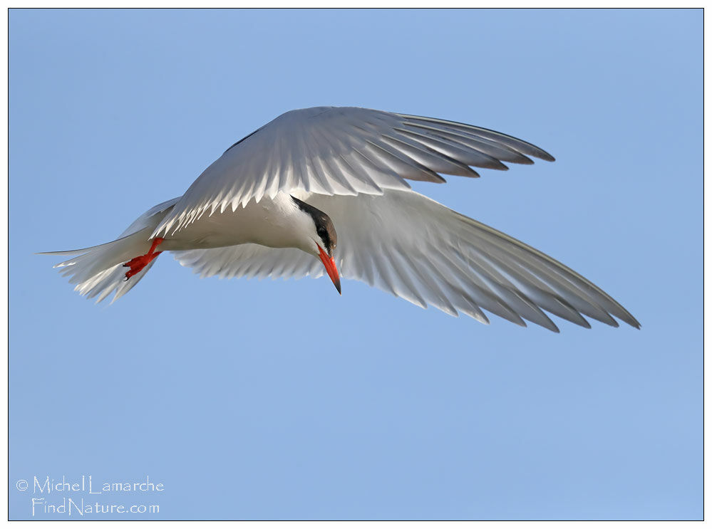 Common Tern