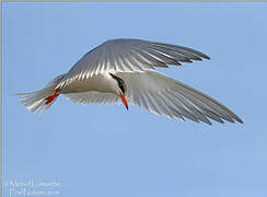 Common Tern